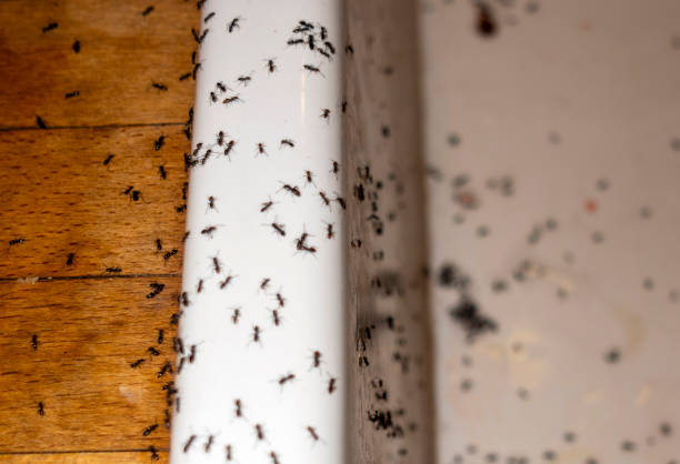Best Pest Prevention Services  in Rainier, OR